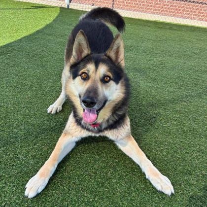 Enlarge Buddha, a Adoptable mixed breed in Gastonia, NC image 3/3