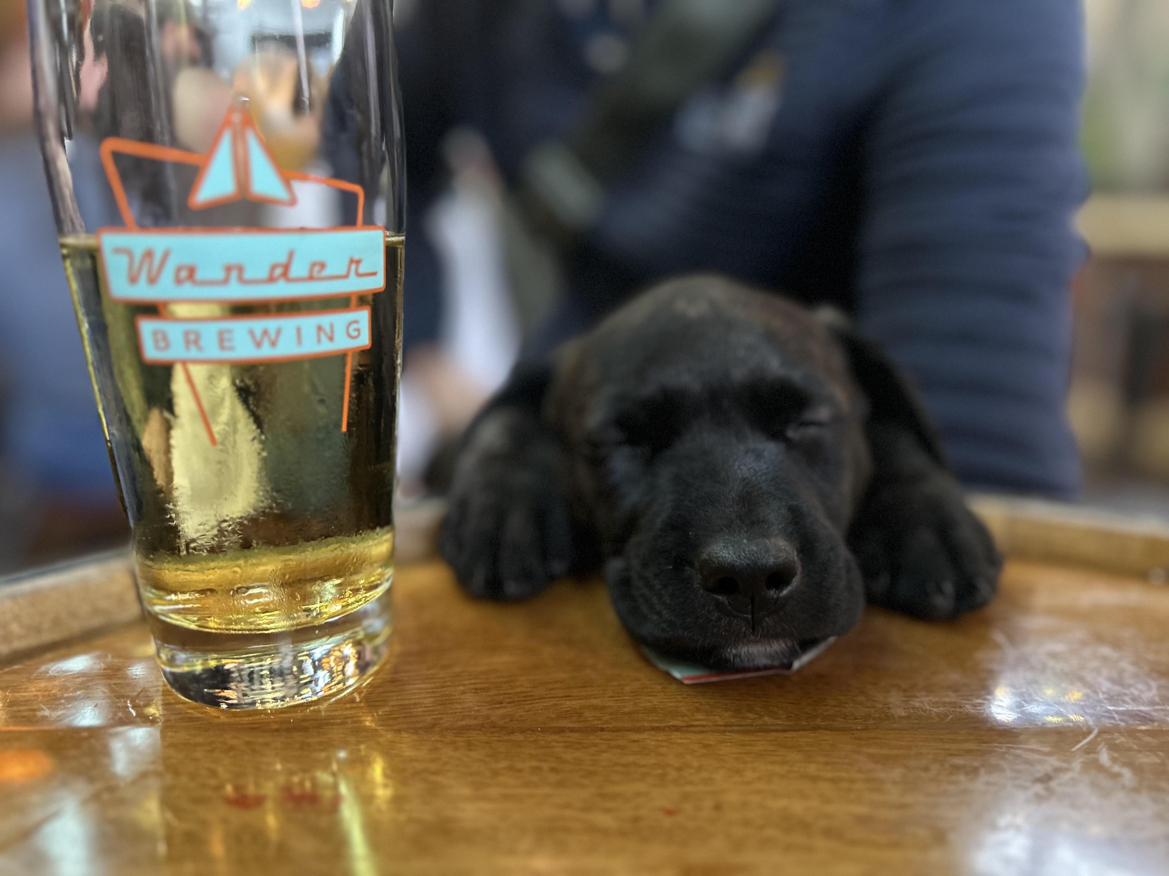 Voltage, Adopted, Puppy Female German Shepherd Dog & American Staffordshire Terrier.