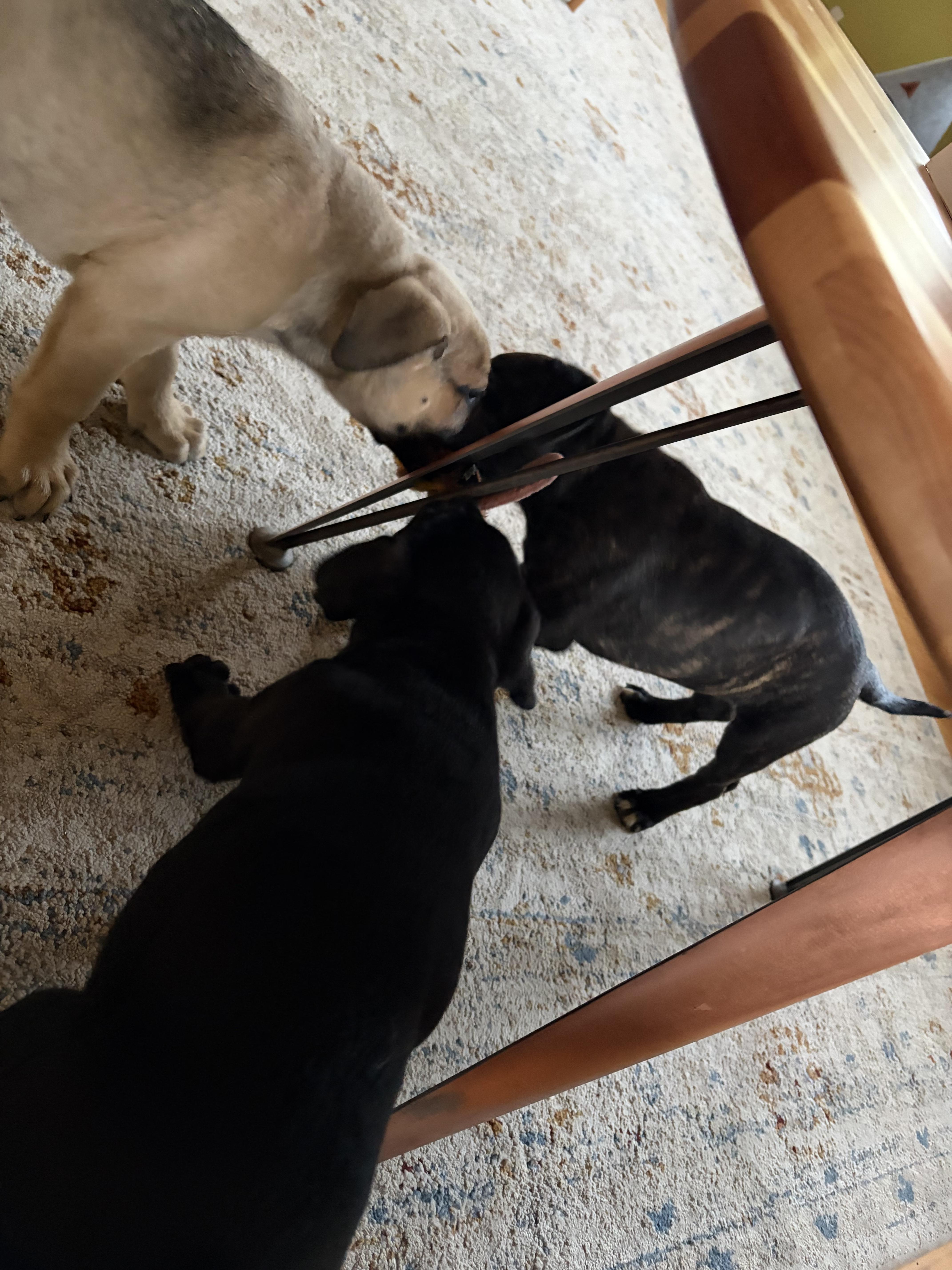 Enlarge Voltage, a Adopted mixed breed in Bellingham, WA image 2/4