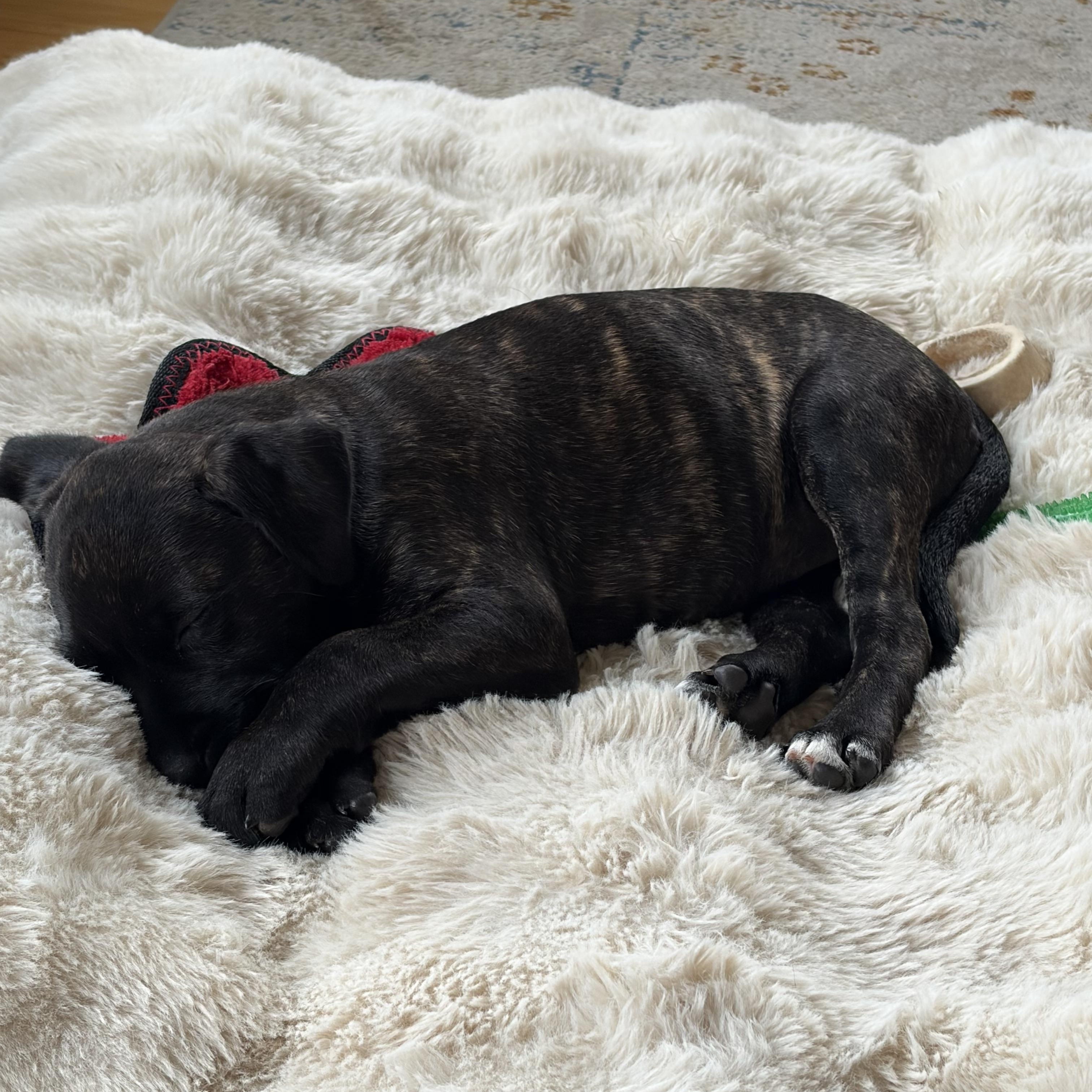 Enlarge Voltage, a Adopted mixed breed in Bellingham, WA image 3/4