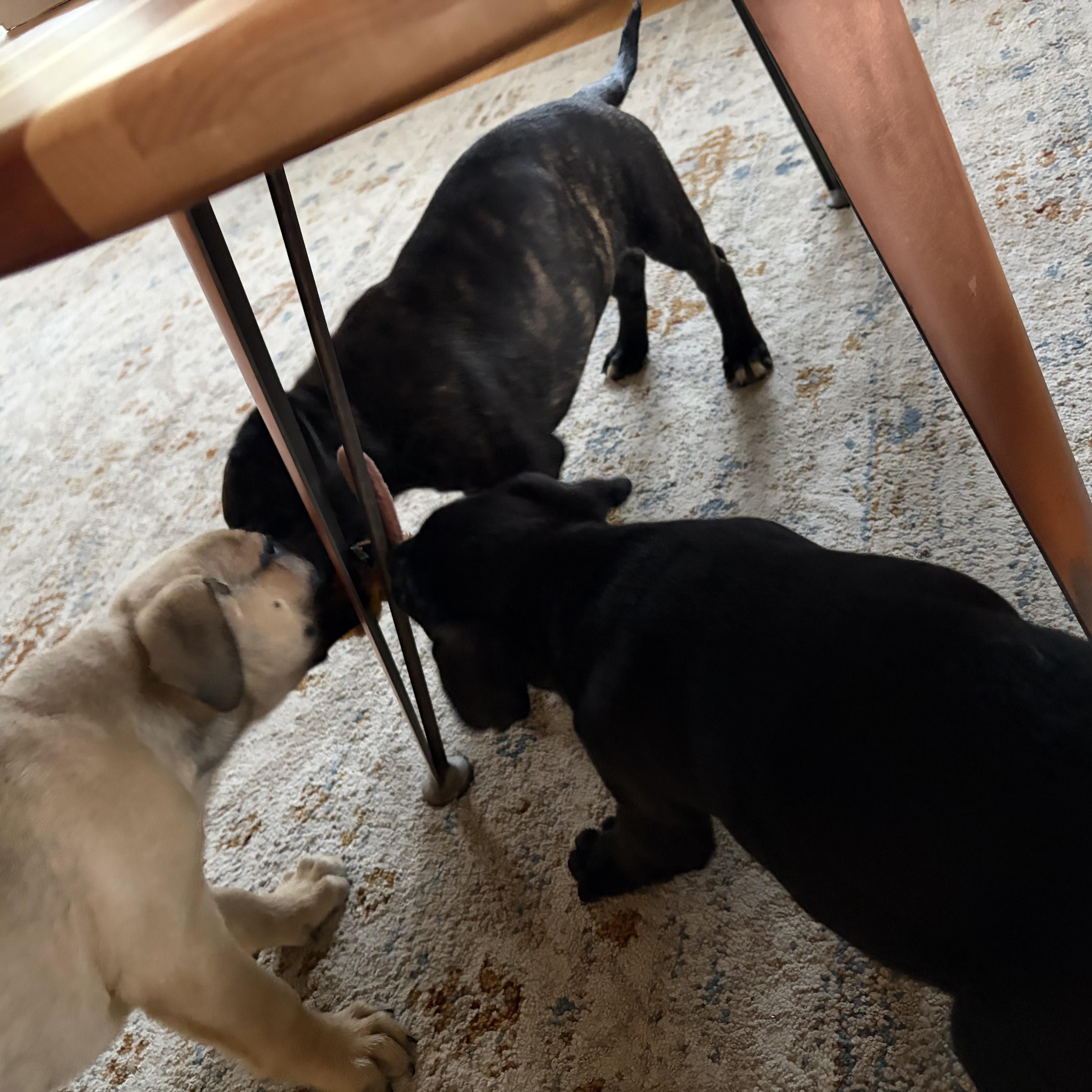 Enlarge Voltage, a Adopted mixed breed in Bellingham, WA image 4/4