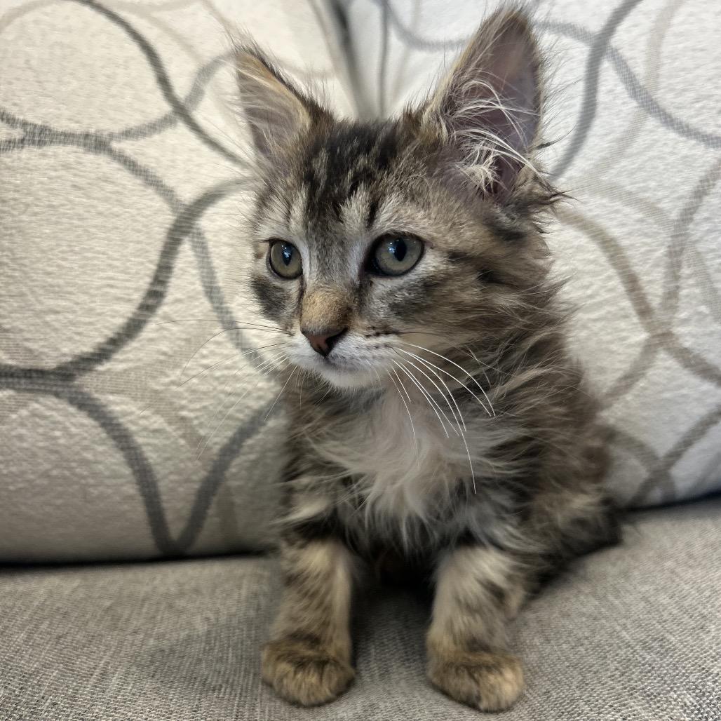 Churu, Adoptable, Kitten Male Domestic Medium Hair.