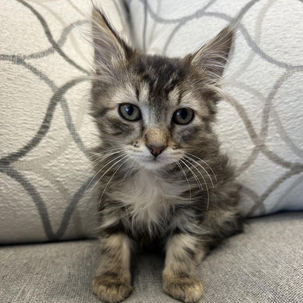 Churu, a Adoptable Domestic Medium Hair in Park City, UT image 2/3