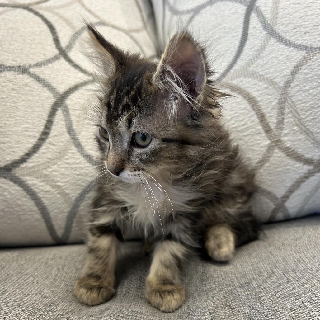 Churu, a Adoptable Domestic Medium Hair in Park City, UT image 3/3