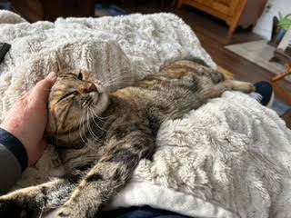 Abby, Adopted, Young Female Domestic Short Hair & Abyssinian.