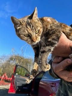 Enlarge Abby, a Adopted mixed breed in Half Moon Bay, CA image 2/5