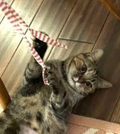 Enlarge Abby, a Adopted mixed breed in Half Moon Bay, CA image 3/5