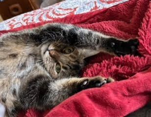 Enlarge Abby, a Adopted mixed breed in Half Moon Bay, CA image 5/5