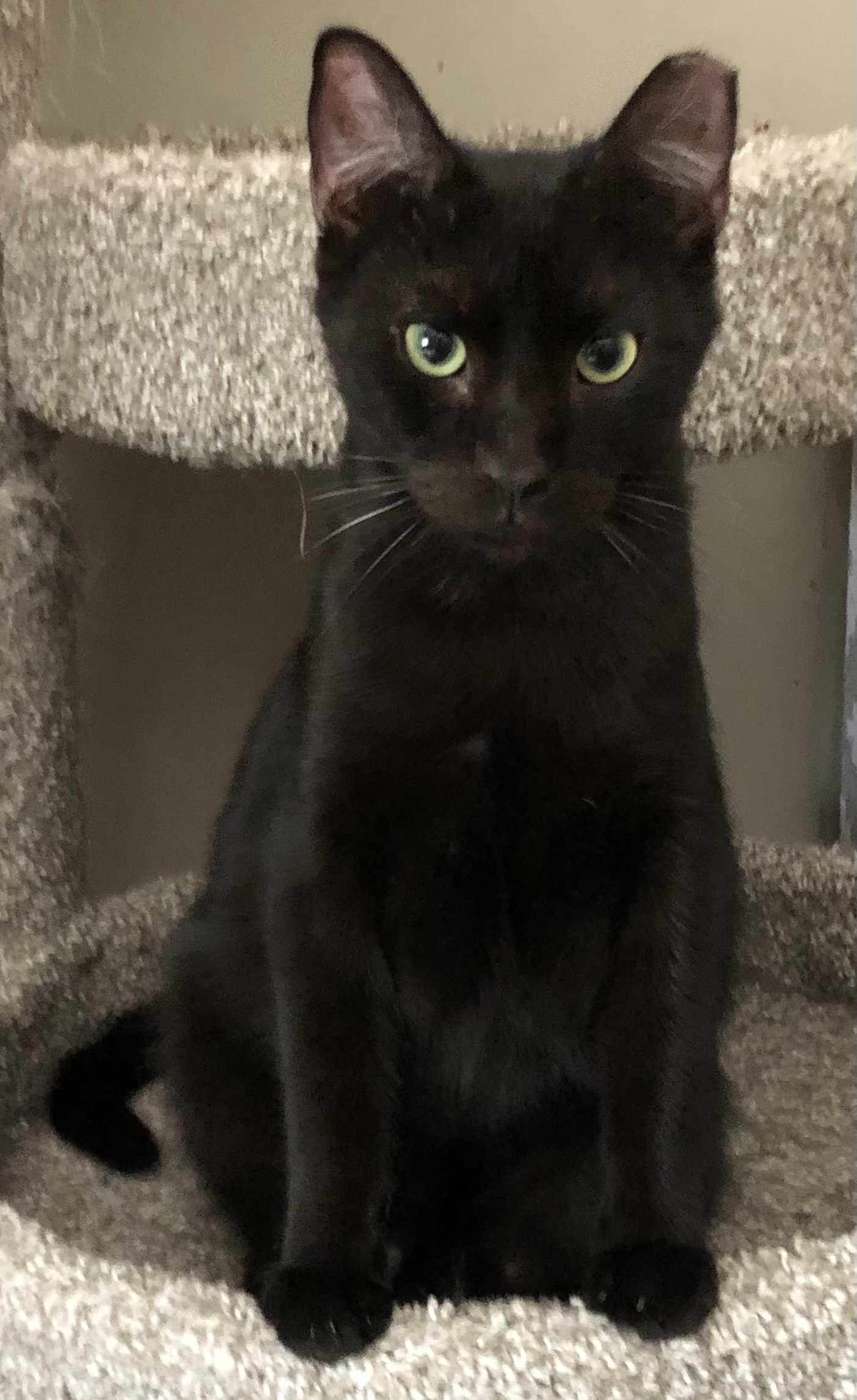 Fee, a Adoptable Domestic Short Hair in Bellmawr, NJ image 3/4