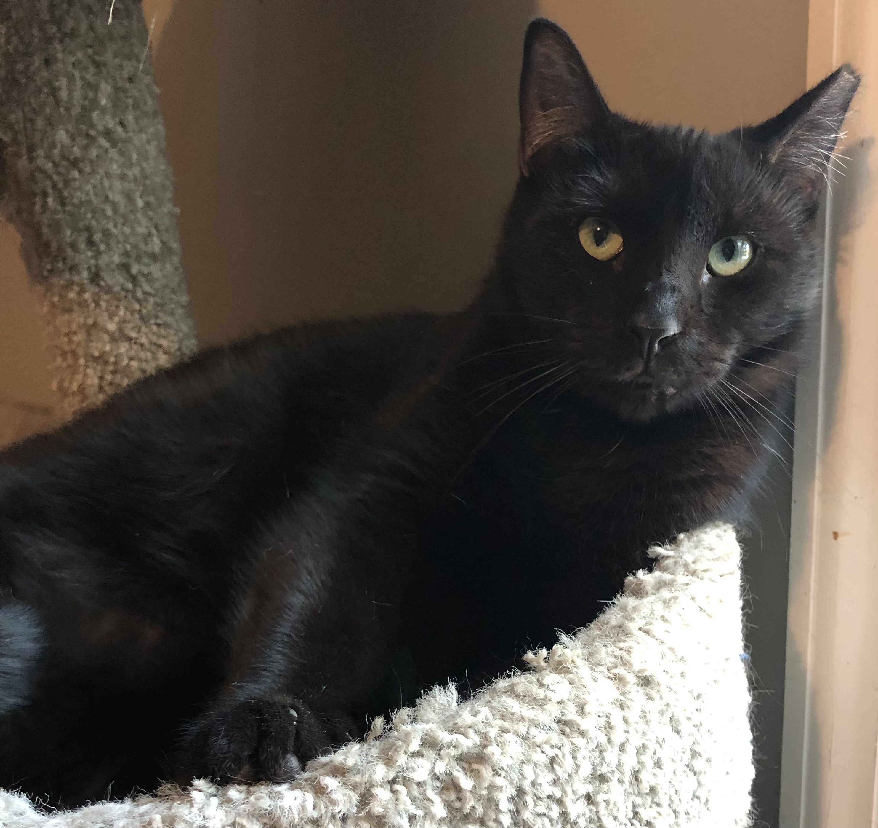 Fee, a Adoptable Domestic Short Hair in Bellmawr, NJ image 4/4