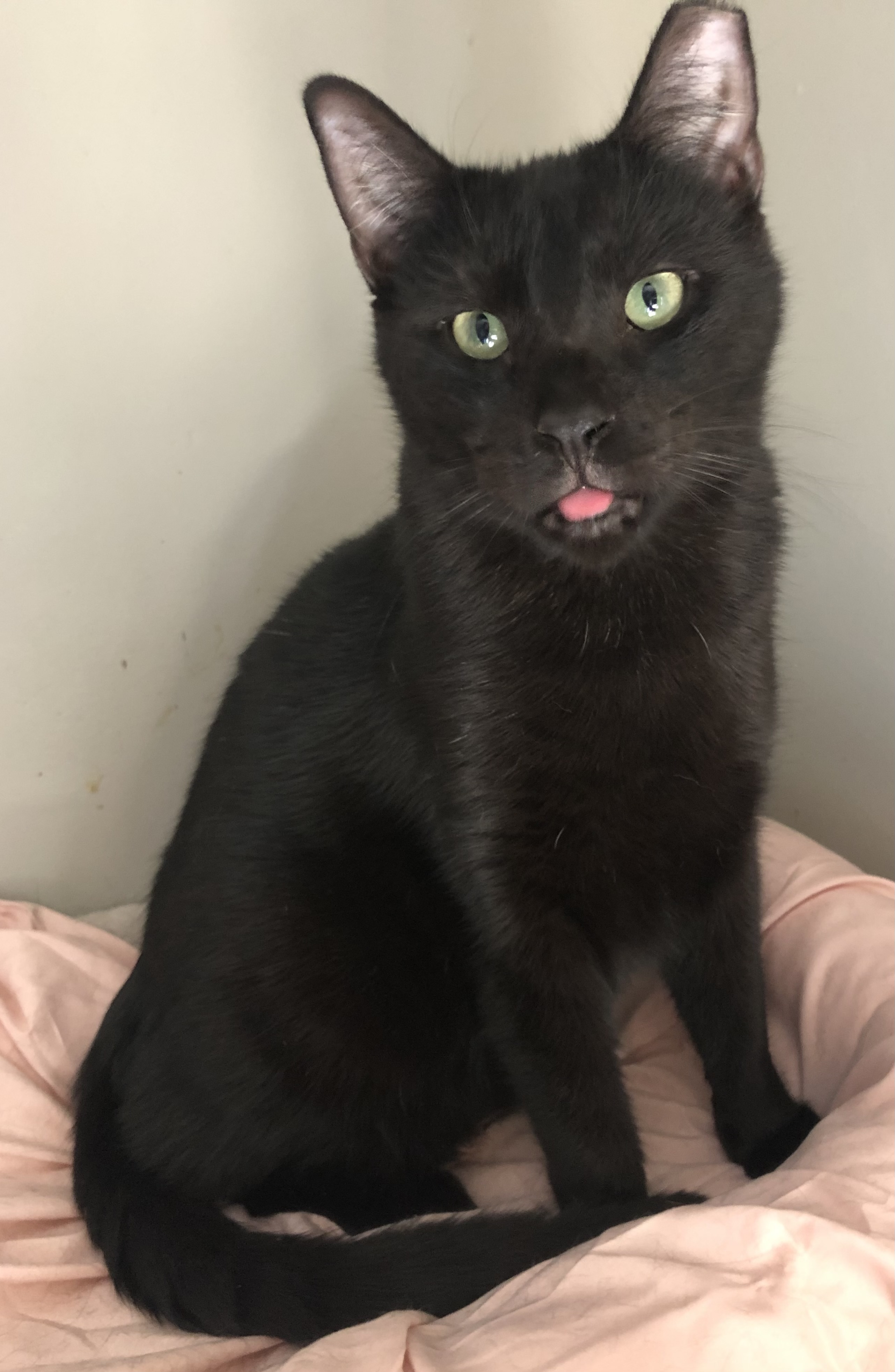 Fee, Adoptable, Adult Male Domestic Short Hair.