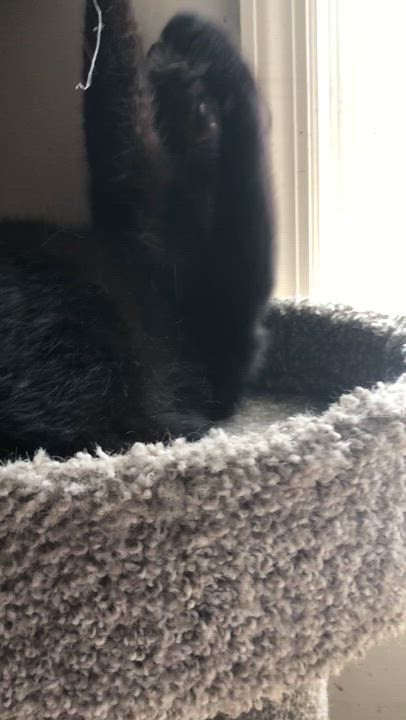 Enlarge Fee, a Adoptable Domestic Short Hair in Bellmawr, NJ video 2/4