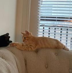 Enlarge Alexander, a Adoptable Domestic Short Hair in Liverpool, TX image 3/3