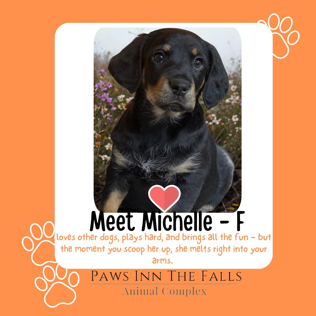 Enlarge Michelle, an adopted Dachshund in Wheatfield, NY image 1/1