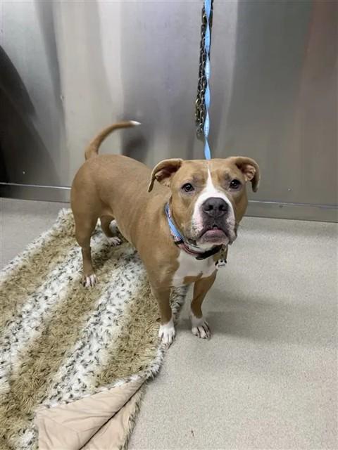 Enlarge SOJI, a Adoptable mixed breed in Fairbanks, AK image 1/1