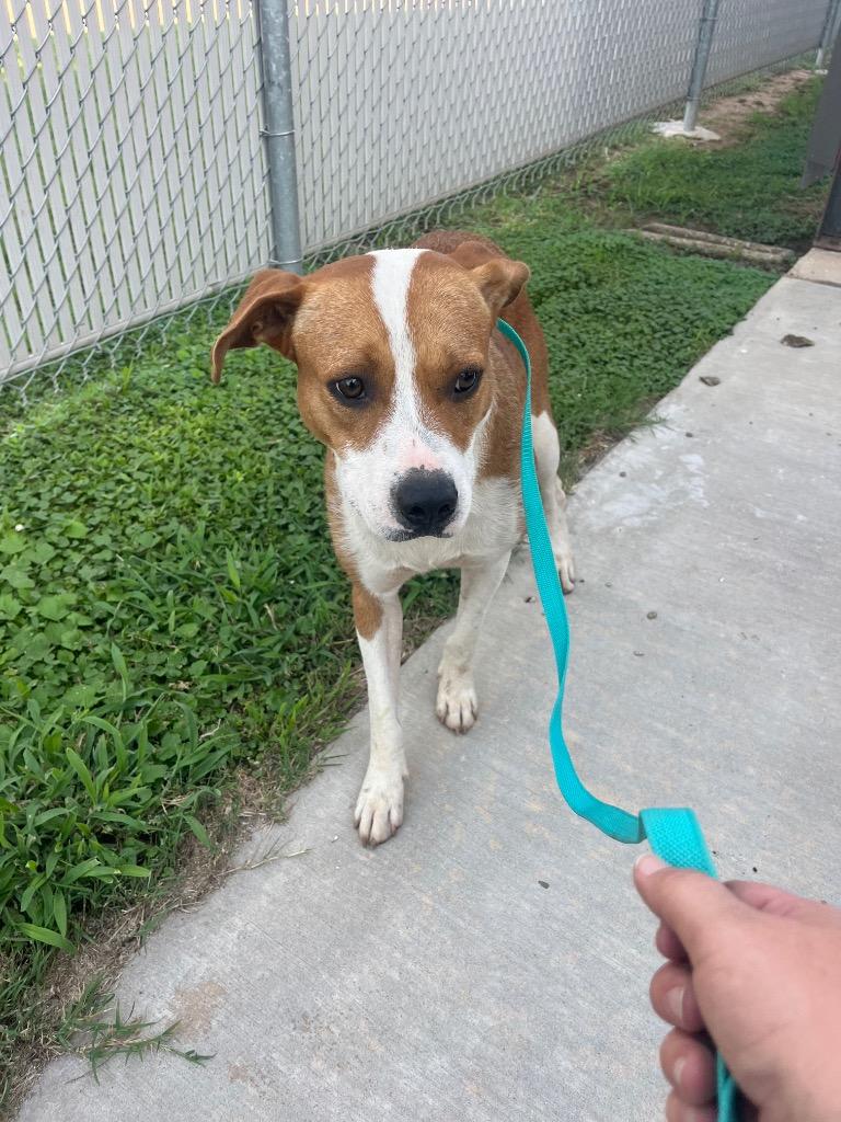 Spoof, a Adoptable Mixed Breed in Bossier City, LA image 1/5