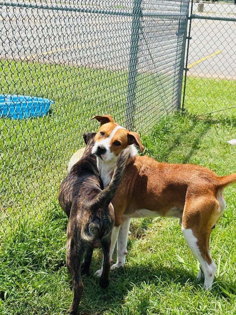 Spoof, Adoptable, Adult Male Mixed Breed.