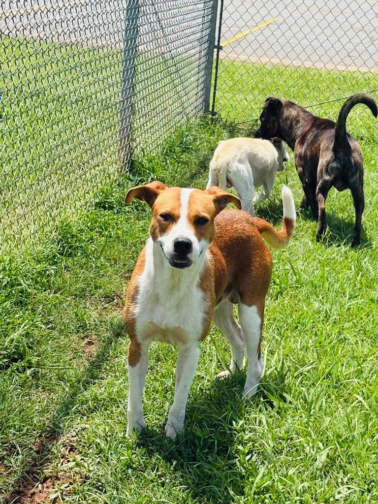 Spoof, a Adoptable Mixed Breed in Bossier City, LA image 2/4