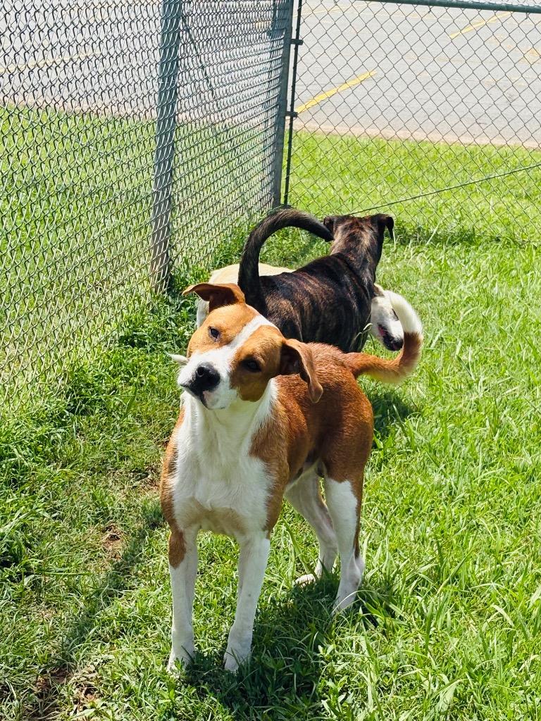 Spoof, a Adoptable Mixed Breed in Bossier City, LA image 4/4