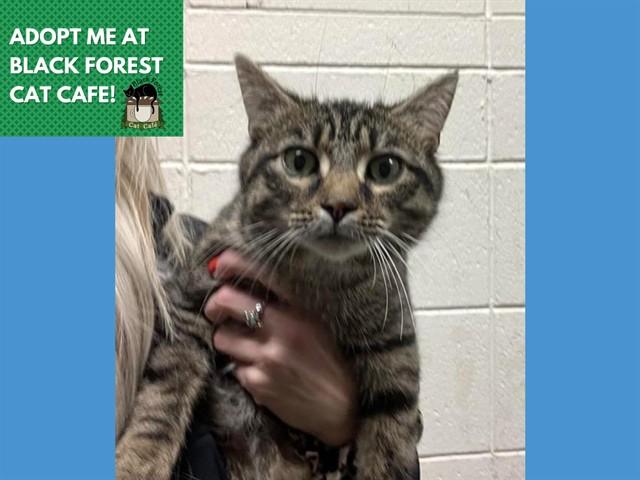 LOLA, Adoptable, Young Female Domestic Short Hair.