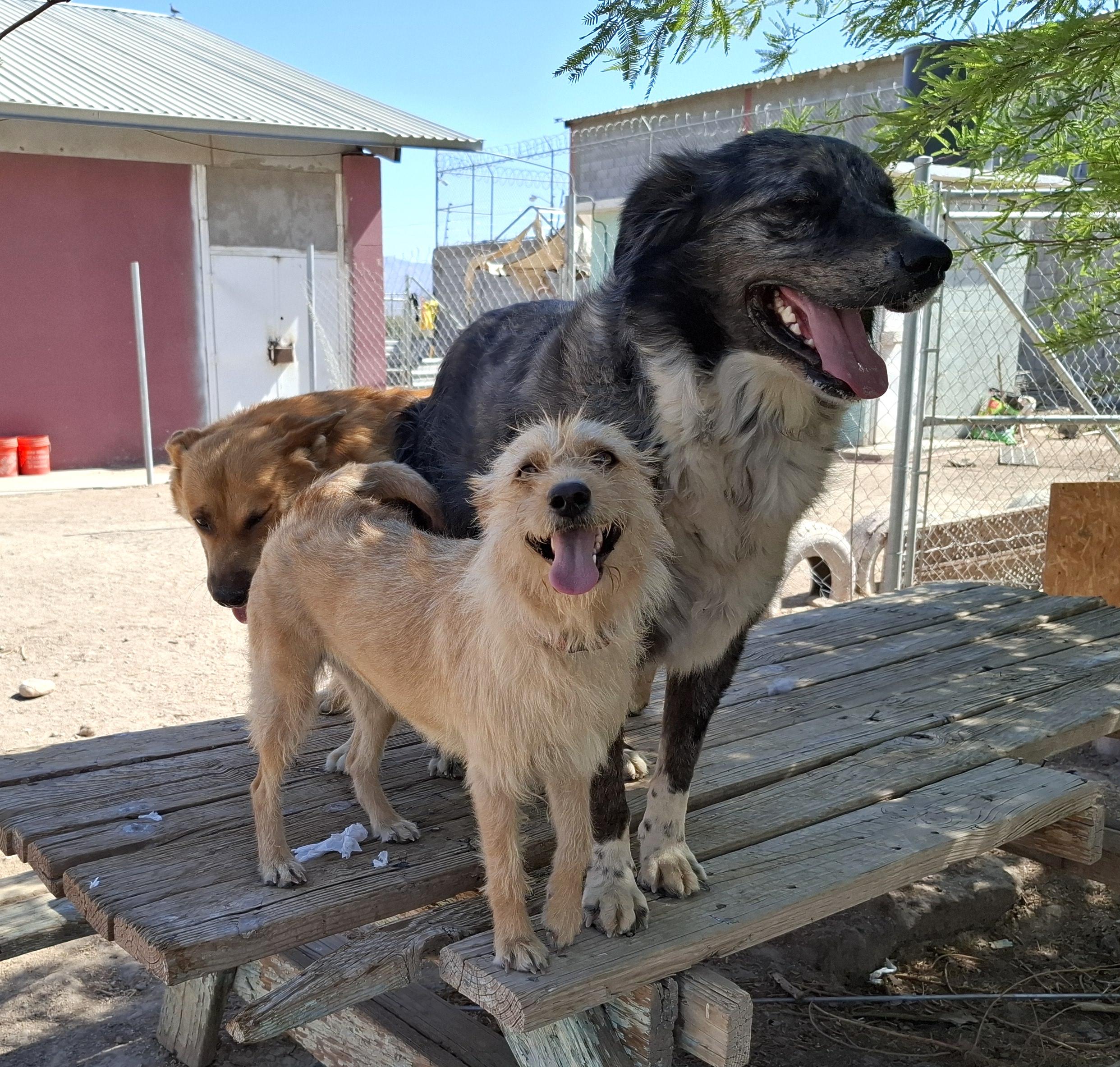 Pituca — thumbnail 3