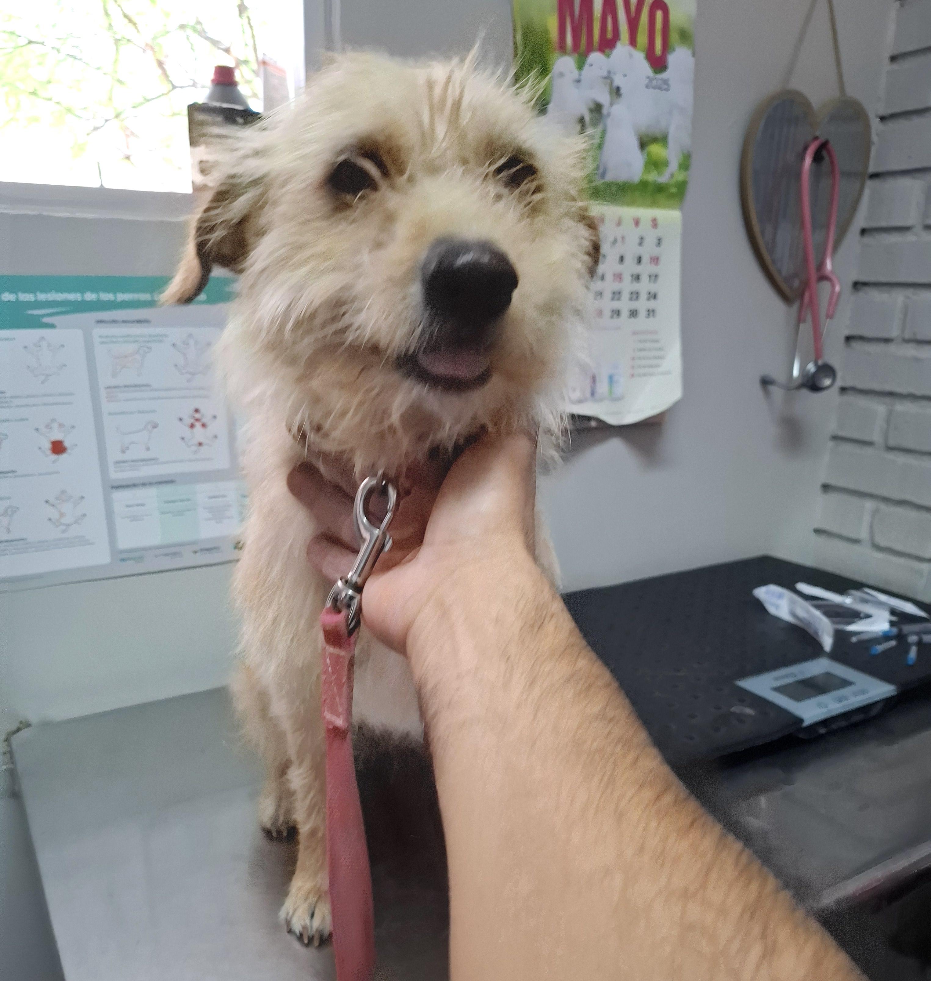 Pituca — thumbnail 4