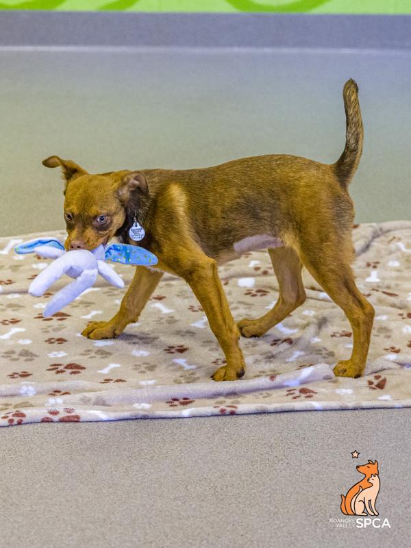 Georgia, Adoptable, Young Female Australian Cattle Dog / Blue Heeler.