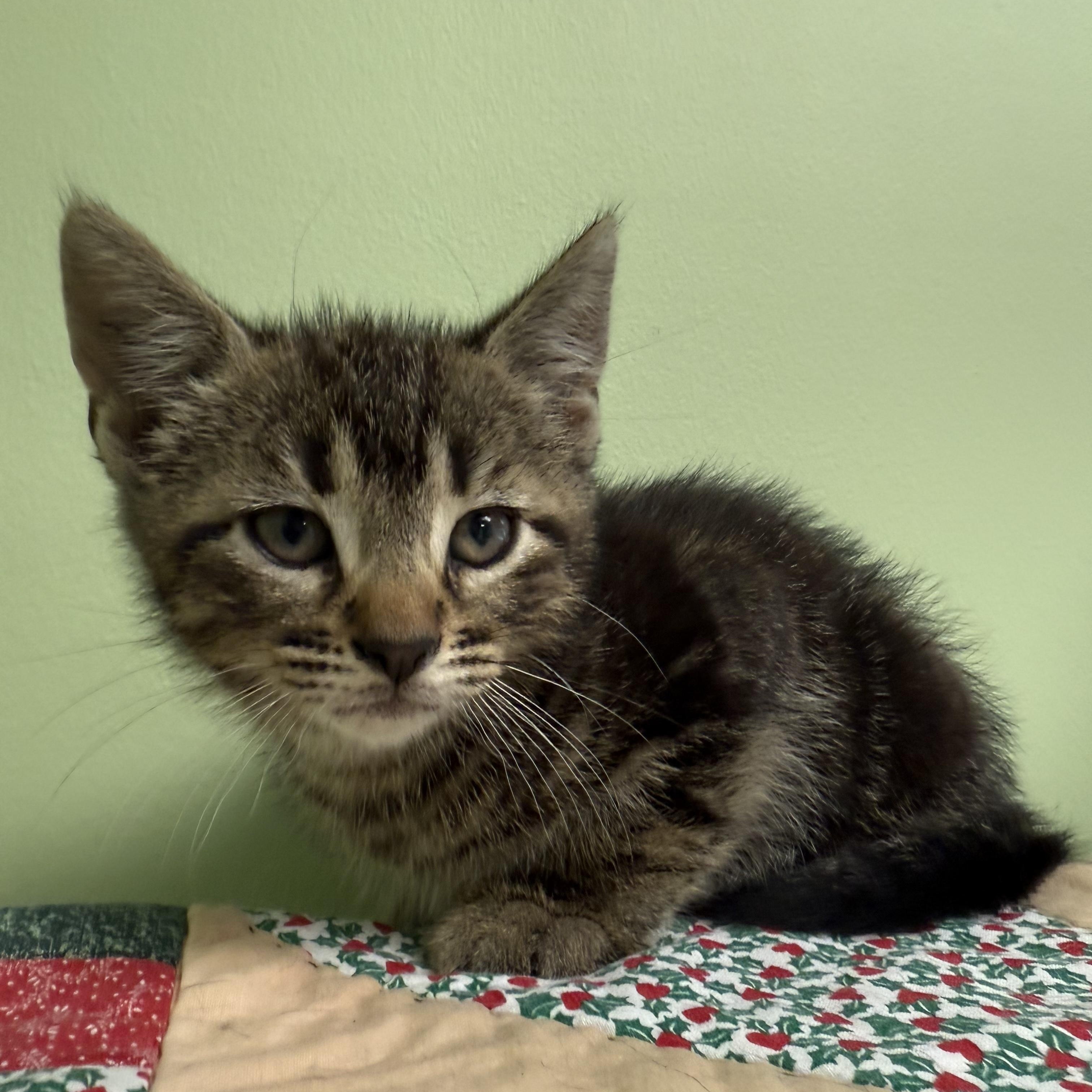 Tomato, Baby Male Domestic Short Hair