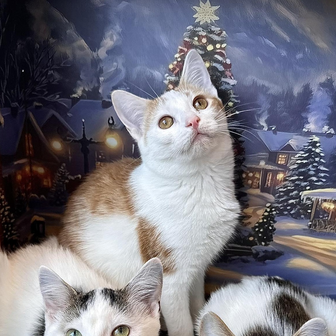 Bessie, ADOPTABLE, Kitten Female Domestic Short Hair.