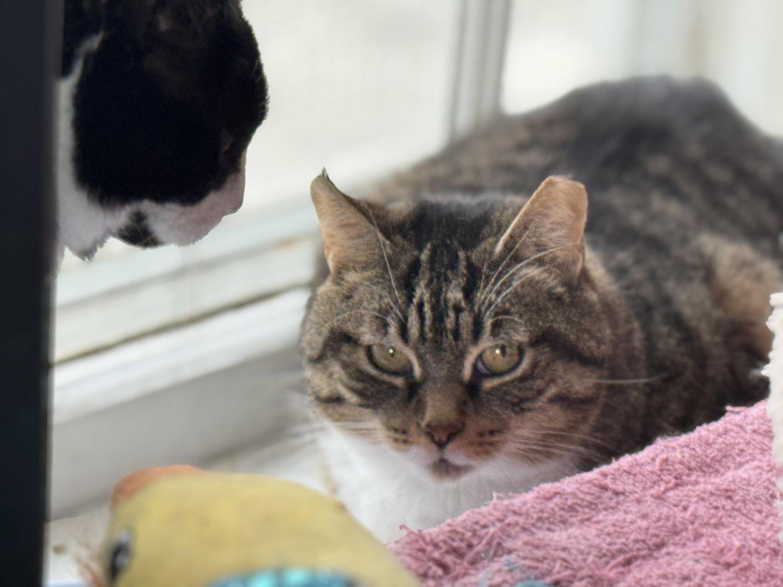 Louise - Sponsored by Eliza C., Adoptable, Adult Female Domestic Short Hair & Tabby.