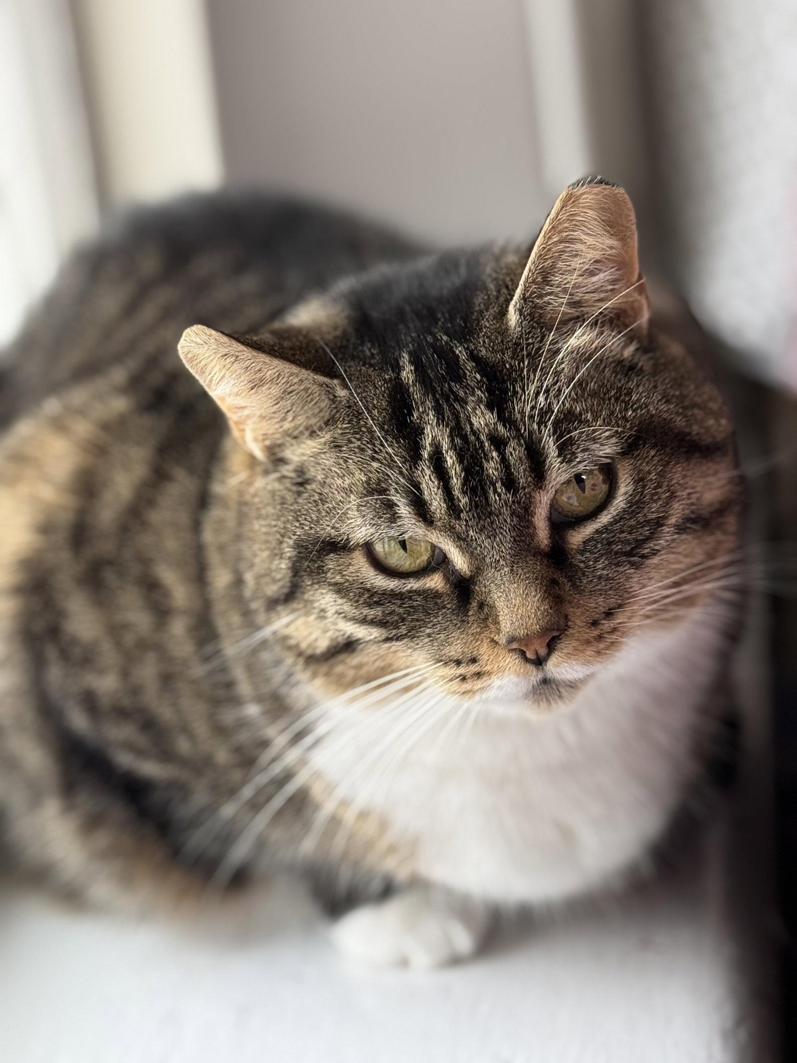 Enlarge Louise - Sponsored by Eliza C., a Adoptable mixed breed in Markham, ON image 2/3