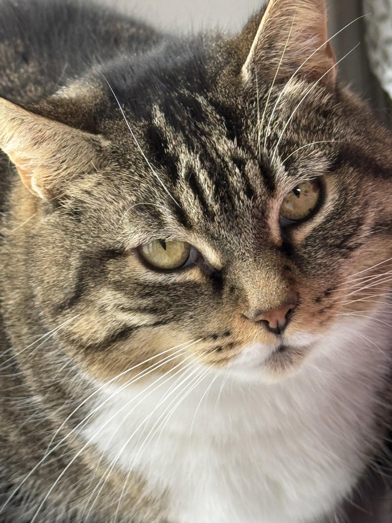 Enlarge Louise - Sponsored by Eliza C., a Adoptable mixed breed in Markham, ON image 3/3