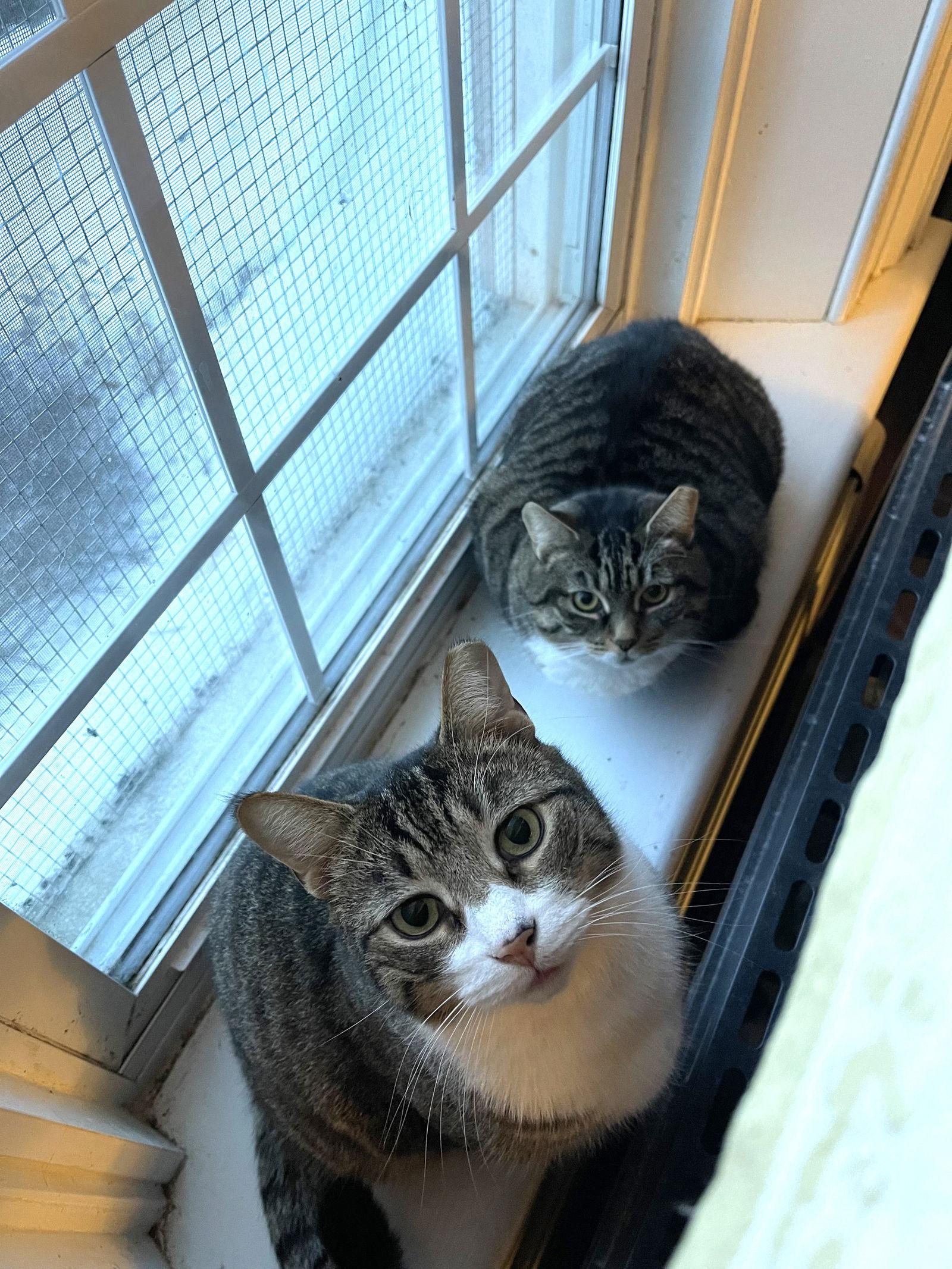 Louise - Sponsored by Eliza C., a Adoptable mixed breed in Markham, ON image 2/6