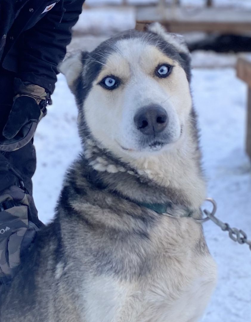 Copper, a Adoptable Husky in Jefferson, NH image 1/4
