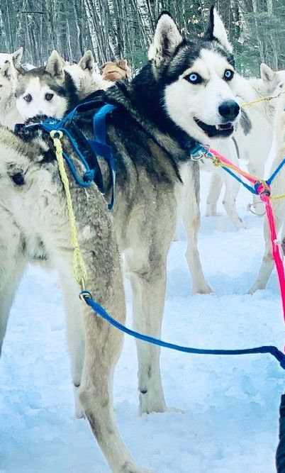 Copper, a Adoptable Husky in Jefferson, NH image 2/4