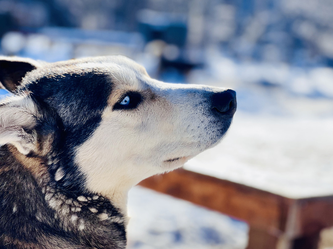 Copper, a Adoptable Husky in Jefferson, NH image 3/4