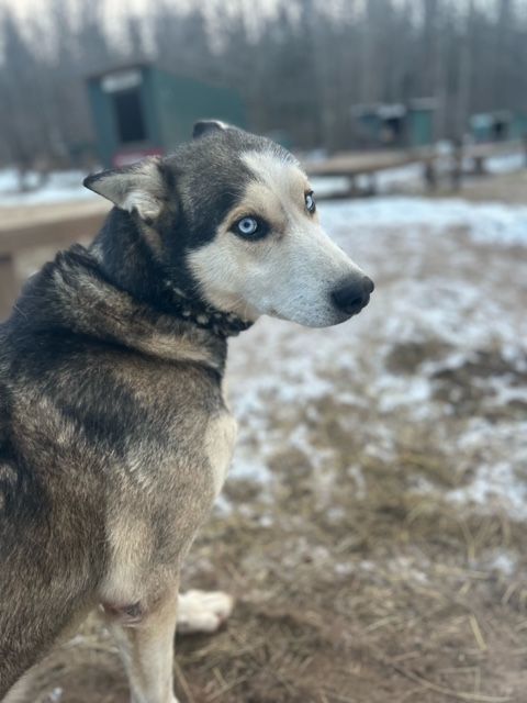 Copper, a Adoptable Husky in Jefferson, NH image 4/4