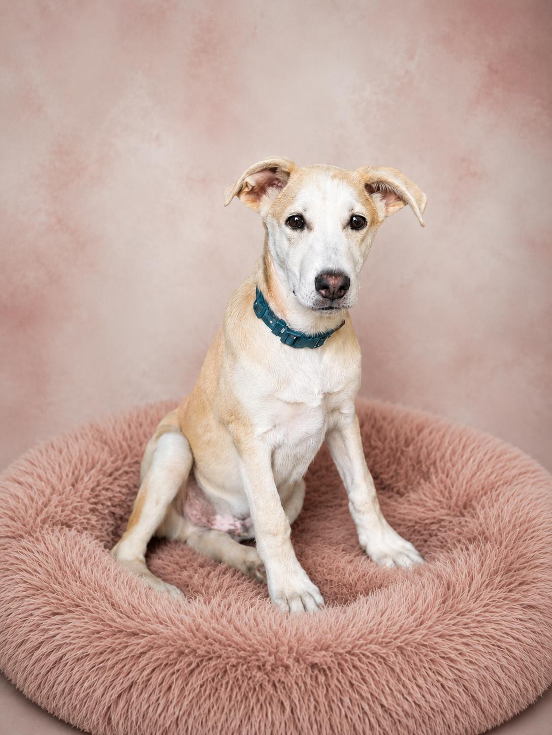 Mango, Adoptable, Puppy Male Labrador Retriever & Australian Cattle Dog / Blue Heeler.