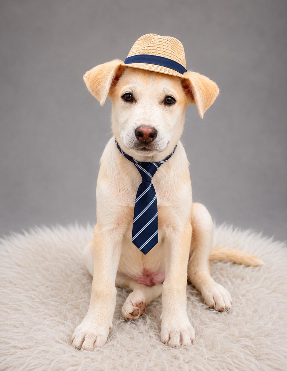 Mango, a Adoptable mixed breed in Palo Alto, CA image 3/3