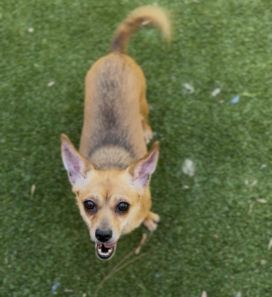 Enlarge Bonnie, a Adoptable mixed breed in ventura, CA image 1/1