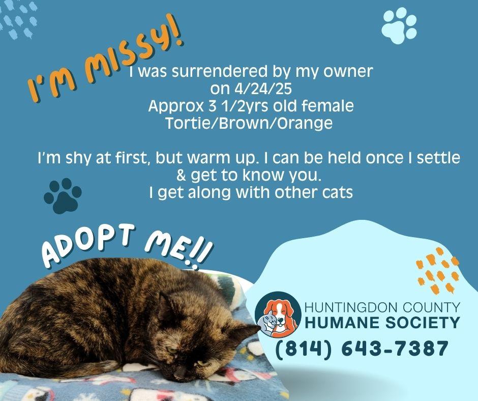 Enlarge Missy, a ADOPTABLE Domestic Short Hair in Huntingdon, PA image 1/1