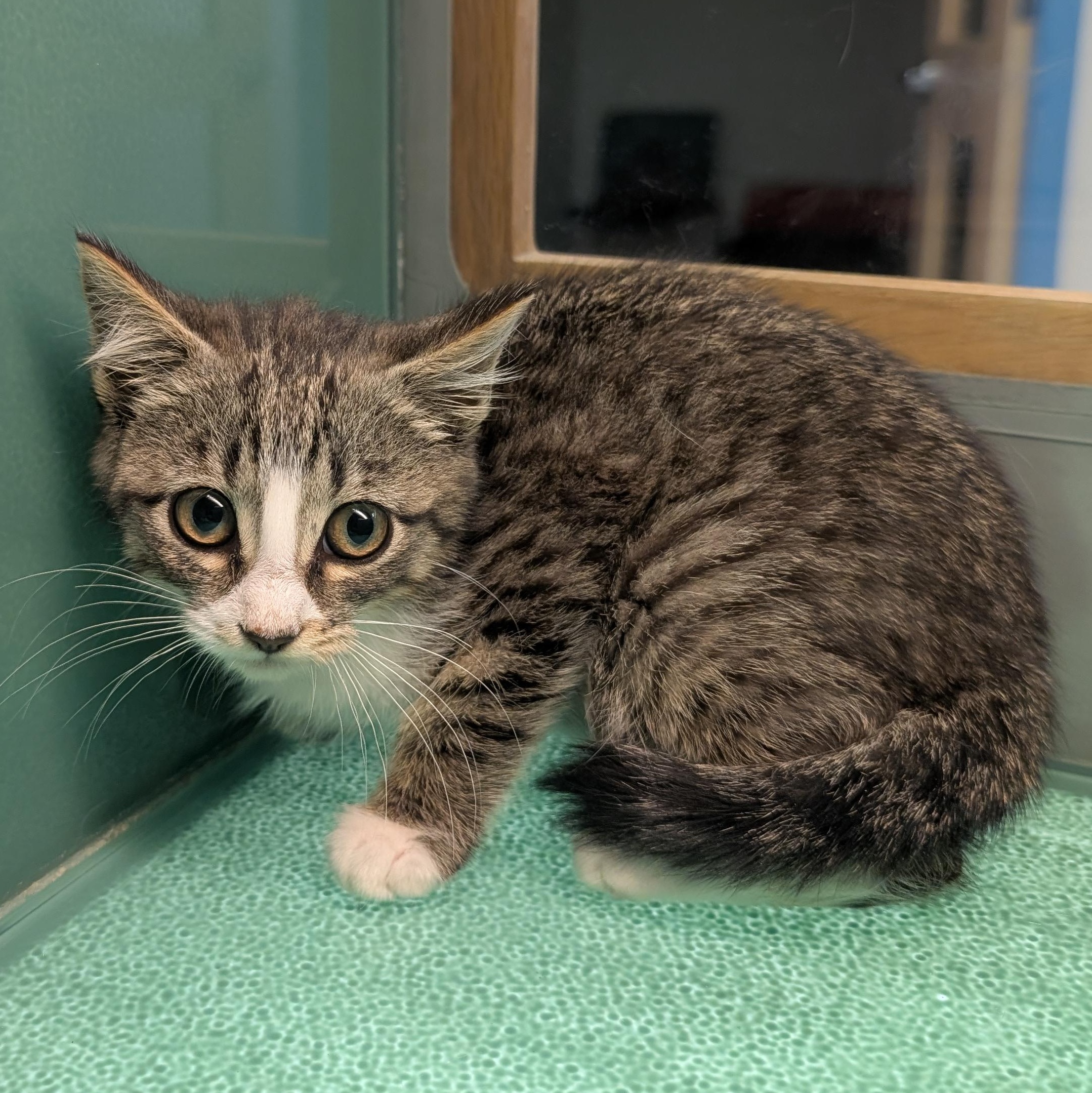 Enlarge Gumdrop, an adopted Domestic Short Hair in Suffolk, VA image 1/1