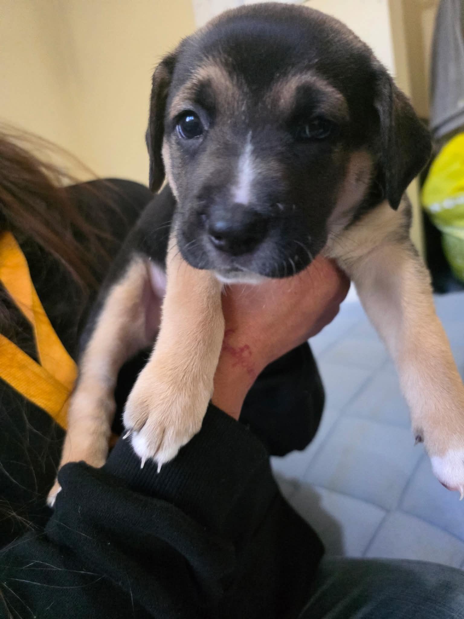 Dagger, Adoptable, Puppy Female German Shepherd Dog.