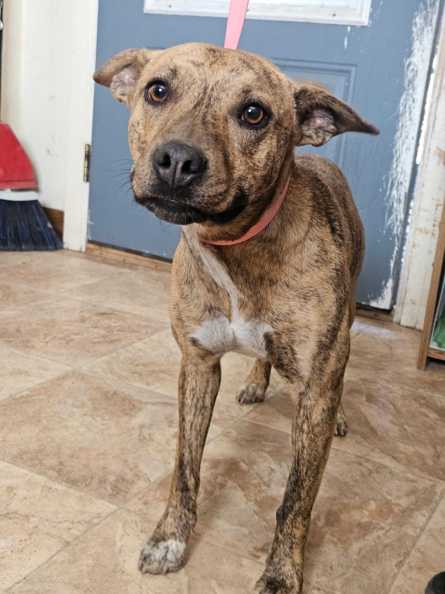 Enlarge Cleopatra, a Adoptable Catahoula Leopard Dog in Monte Vista, CO image 1/1