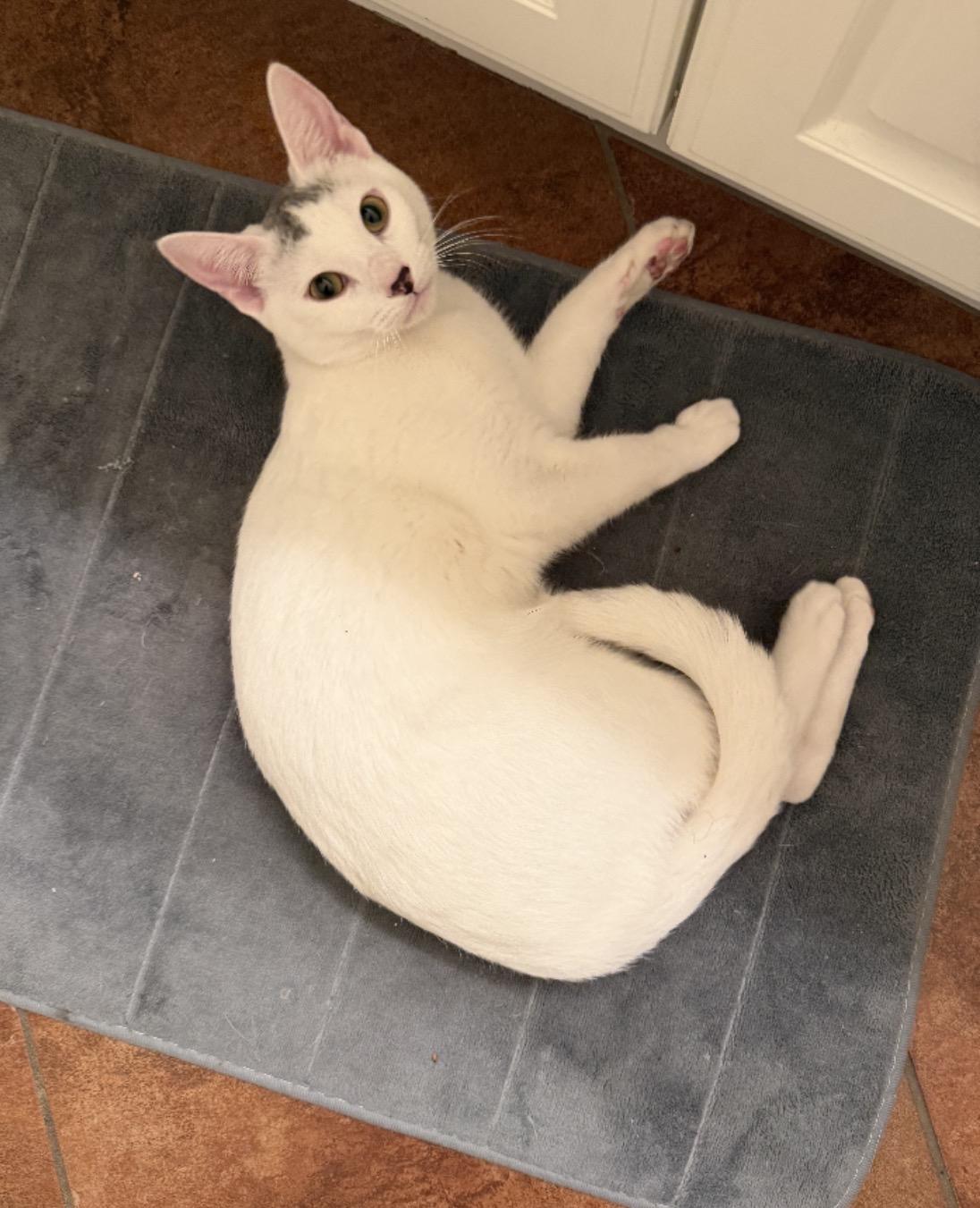 Enlarge Pawlina, a ADOPTABLE Domestic Short Hair in Murrieta, CA image 1/1