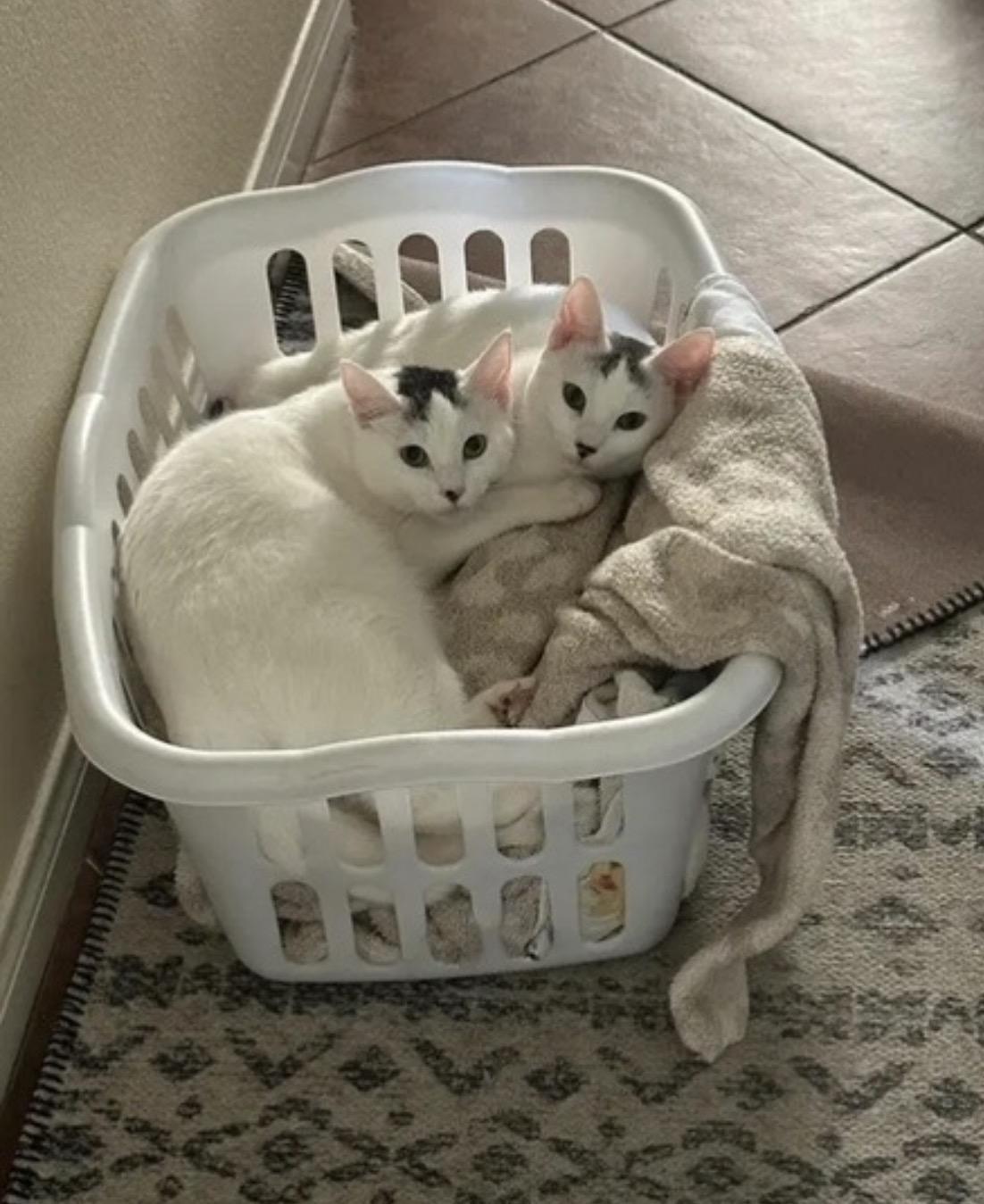 Pawlina, a ADOPTABLE Domestic Short Hair in Murrieta, CA image 2/2