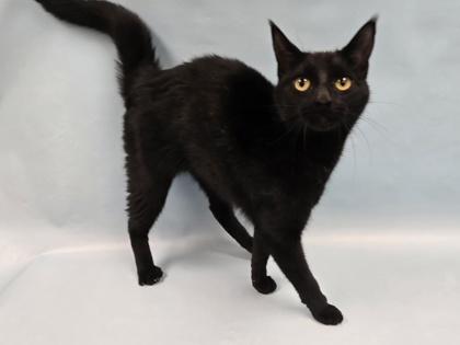 Enlarge Gigi, a Adoptable mixed breed in Coon Rapids, MN image 1/1