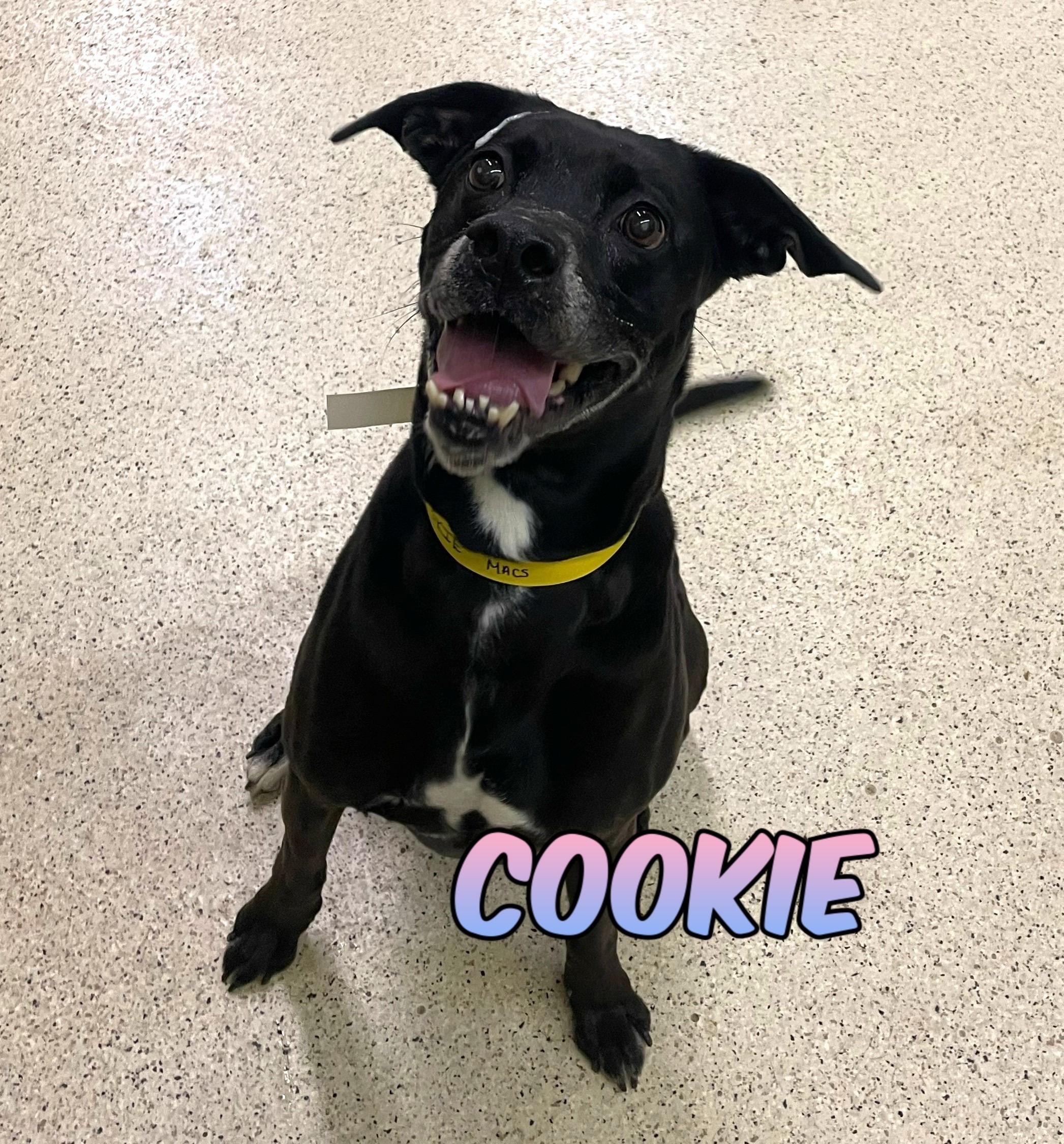 Enlarge Cookie - ADOPTION FEE WAIVED, an adoptable mixed breed in Muncie, IN image 1/5