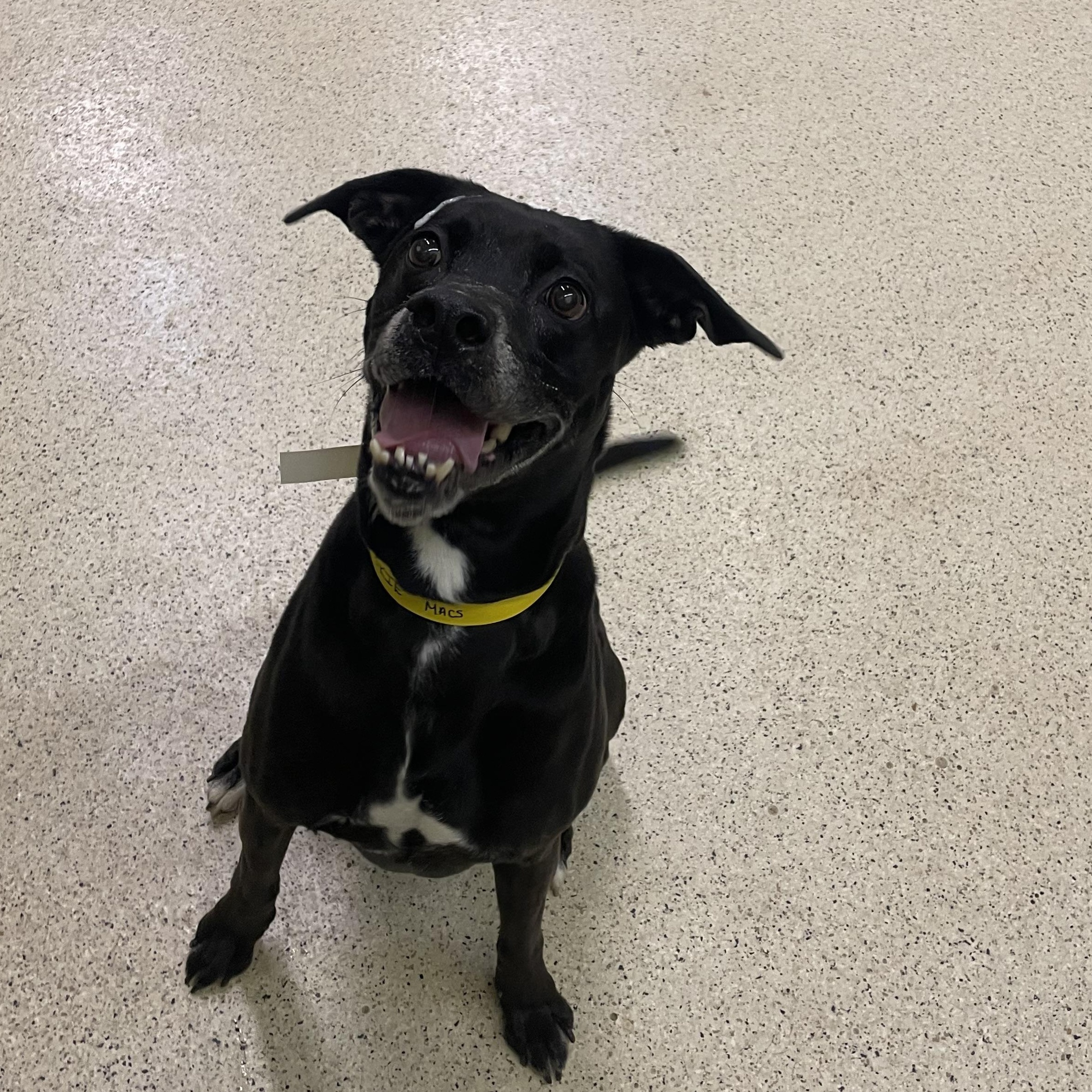 Enlarge Cookie - ADOPTION FEE WAIVED, an adoptable mixed breed in Muncie, IN image 3/5