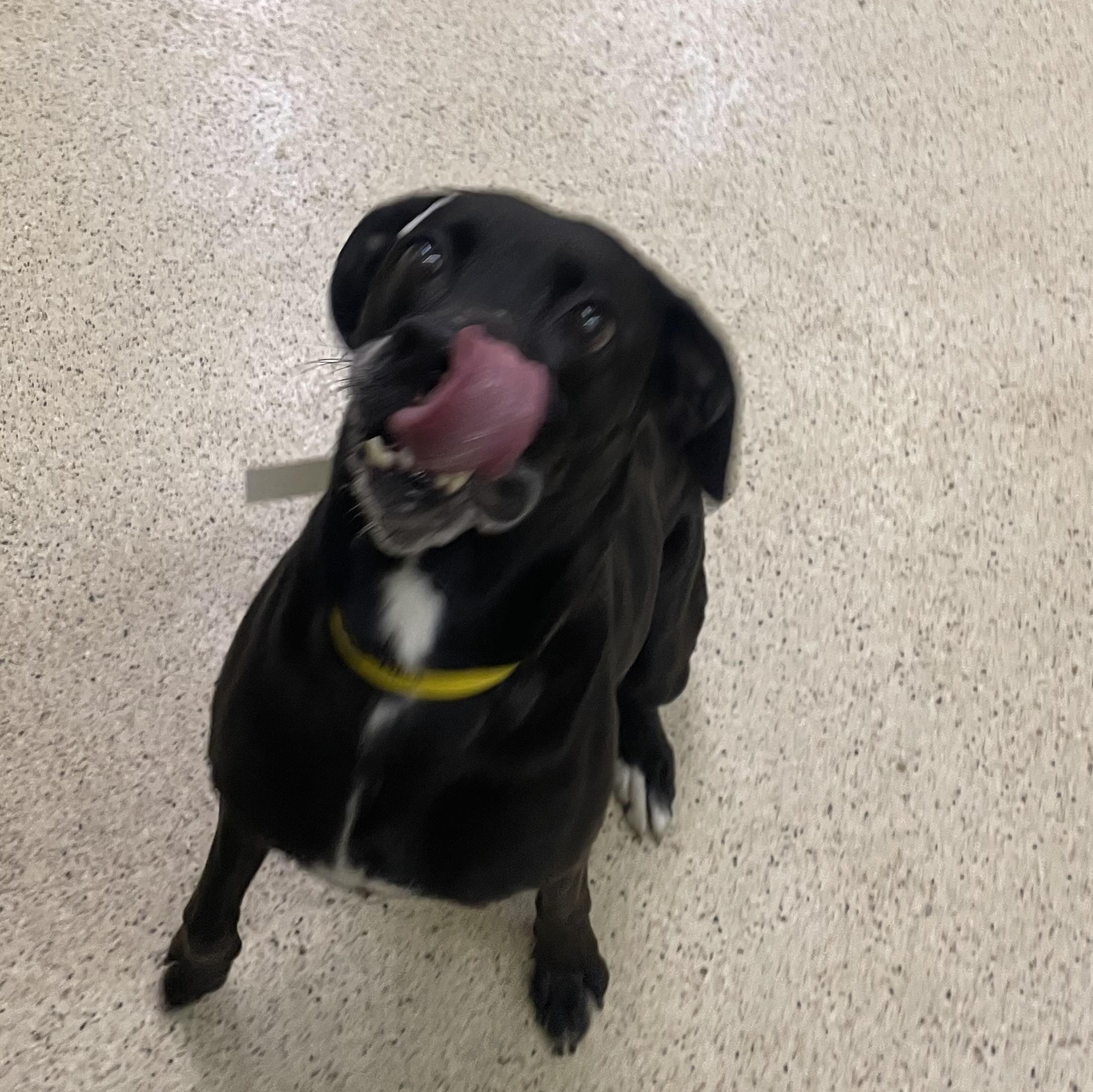 Enlarge Cookie - ADOPTION FEE WAIVED, an adoptable mixed breed in Muncie, IN image 4/5